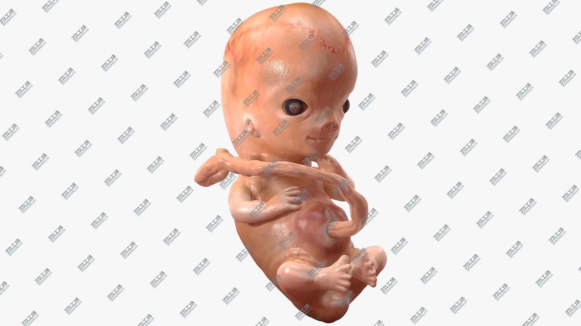 images/goods_img/202104091/3D model Human Embryo 8 Weeks Rigged/1.jpg
